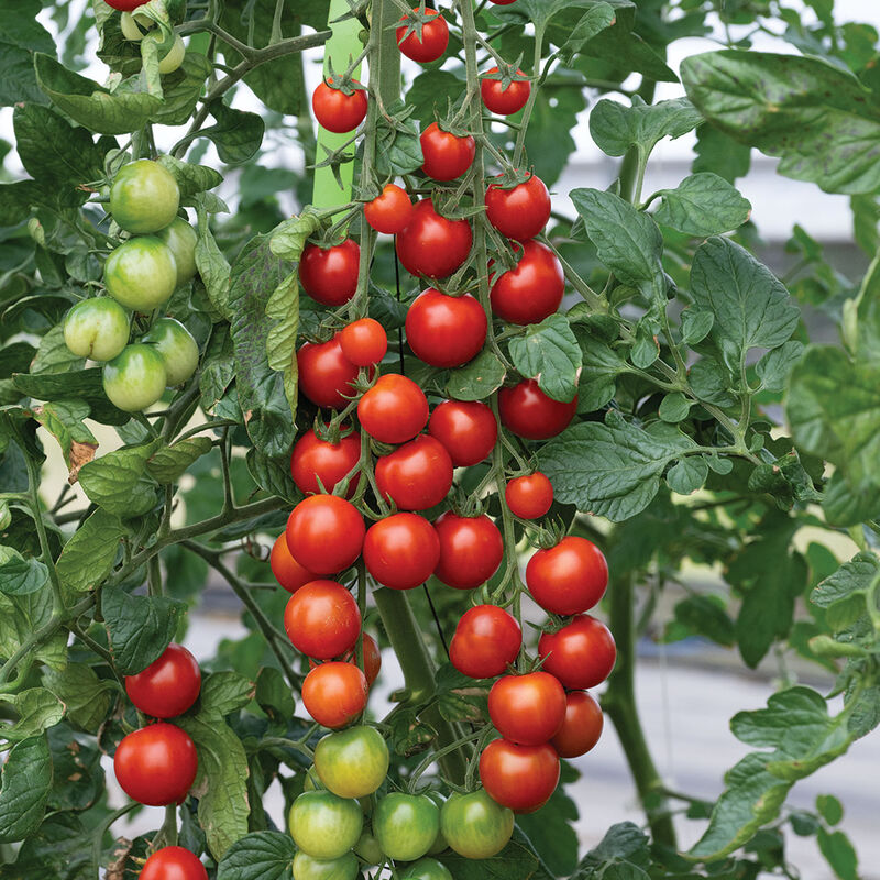 Plant Start - Cherry Tomato Sakura