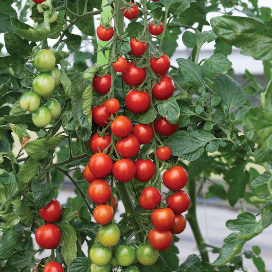 Plant Start - Cherry Tomato Sakura