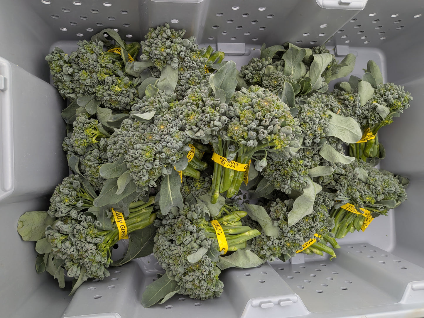Sprouting Broccoli