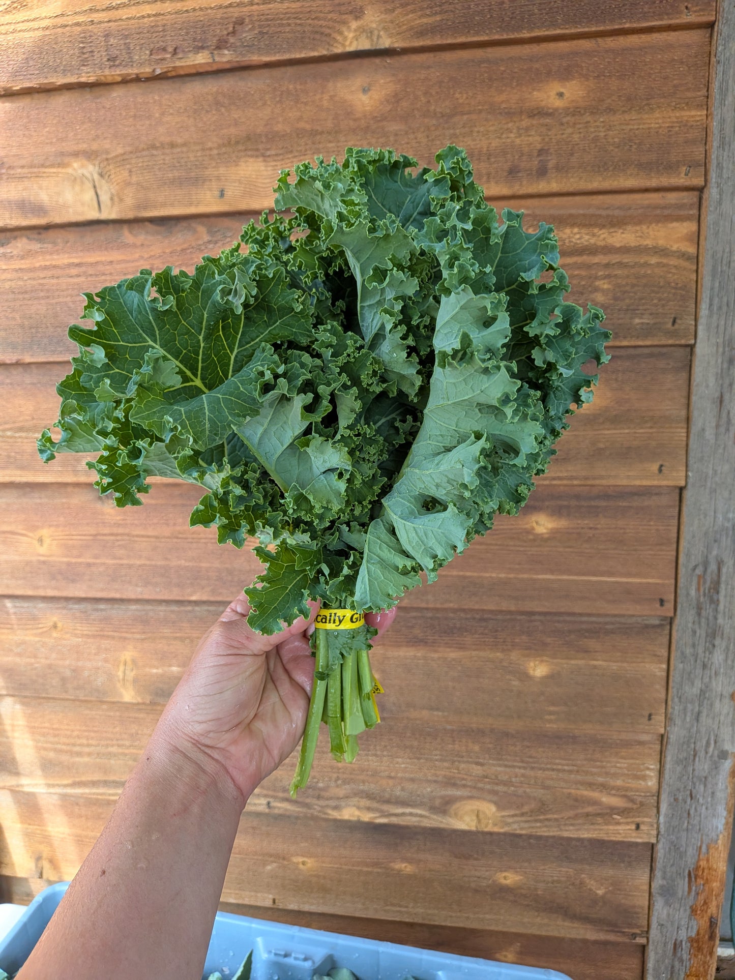Kale - Green Curly