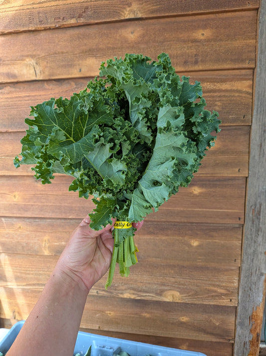 Kale - Green Curly