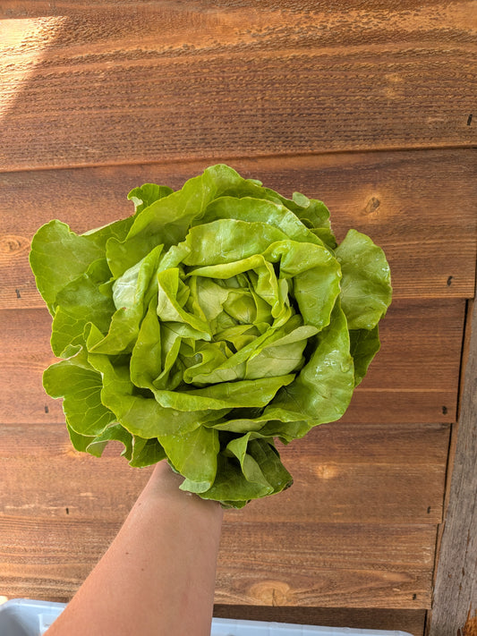 Lettuce -Milagro