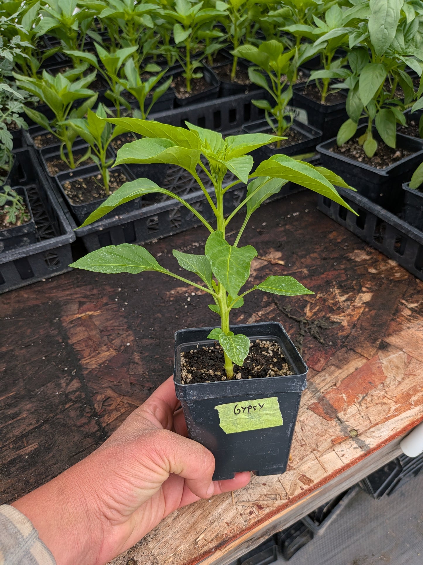 Plant Start - Sweet Pepper Gypsy