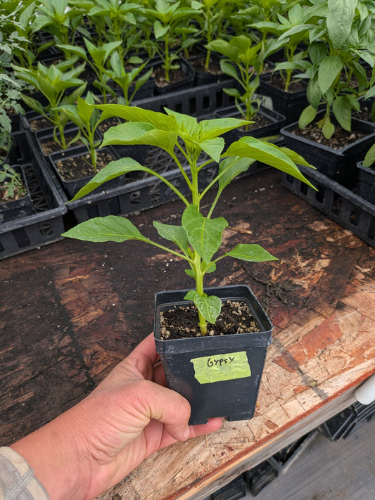 Plant Start - Sweet Pepper Gypsy