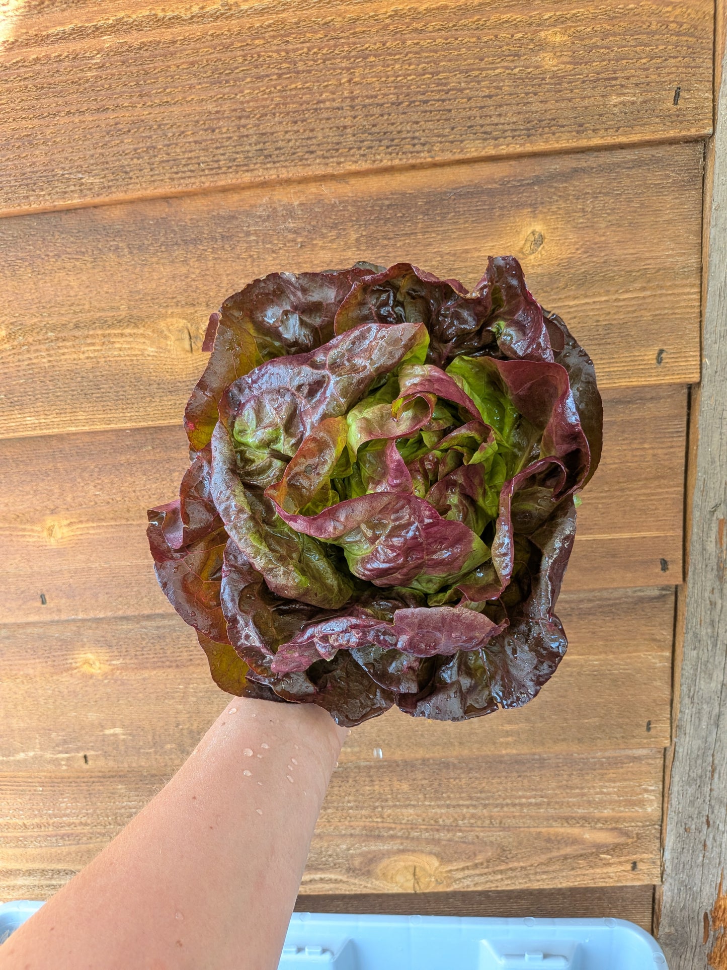 Lettuce -Alkindus