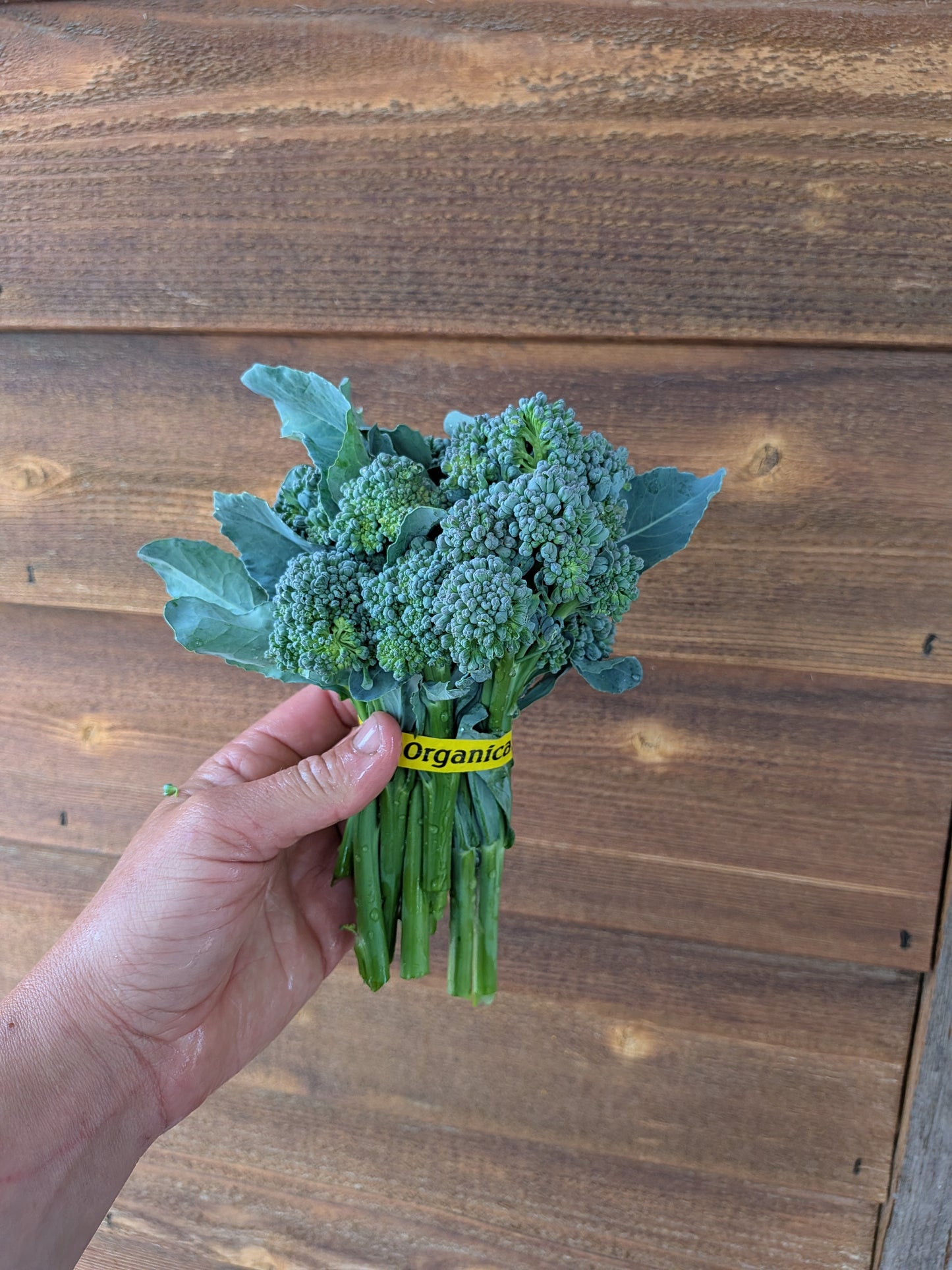 Sprouting Broccoli