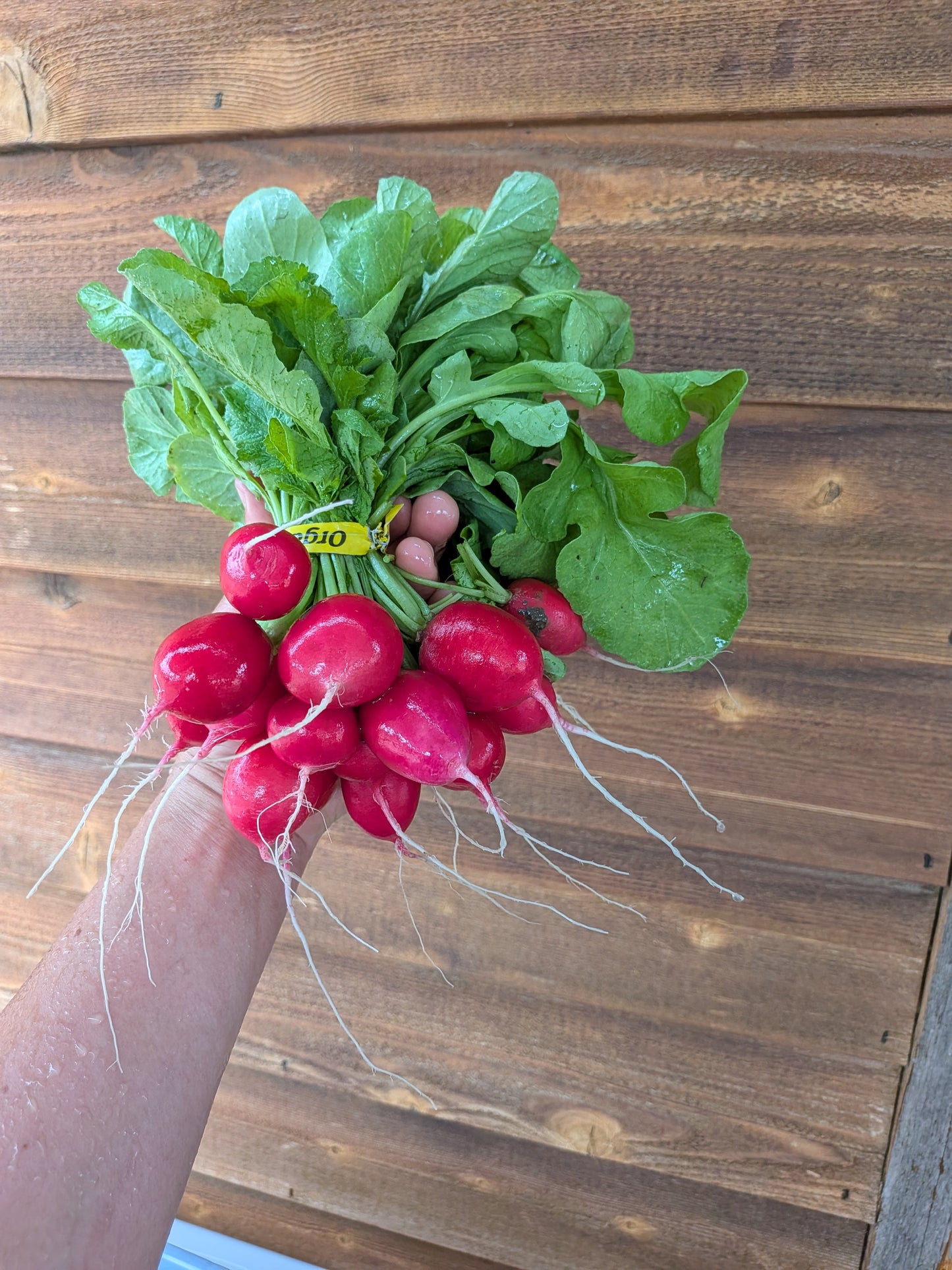 Radish - round